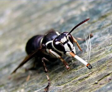 bug world characters Sandbox Blog